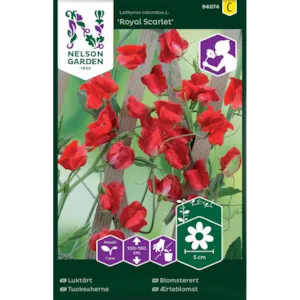 Frø blomsterert Royal Scarlet