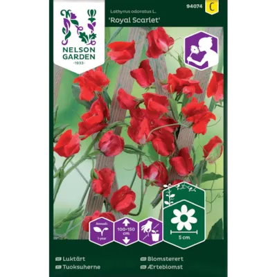 Frø blomsterert Royal Scarlet