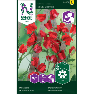 Frø blomsterert Royal Scarlet