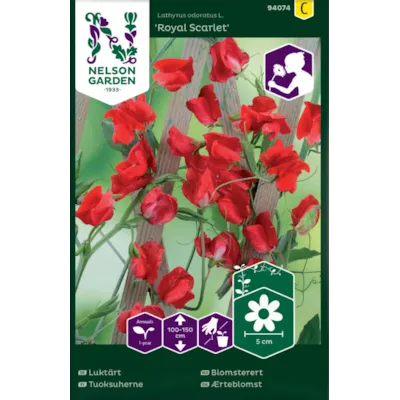 Frø blomsterert Royal Scarlet, bilde 2