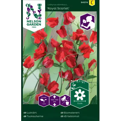 Frø blomsterert Royal Scarlet, bilde 2