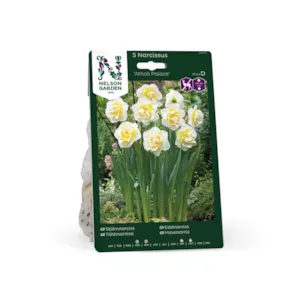 Høstløk edelnarsiss Atholl Palace