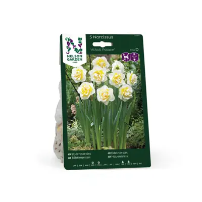 Høstløk edelnarsiss Atholl Palace