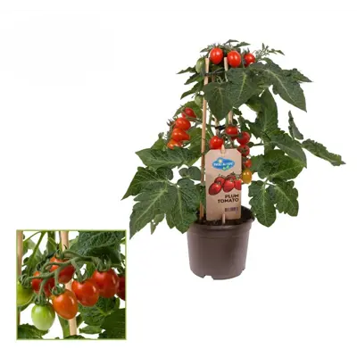 Tomat Plum Tomato