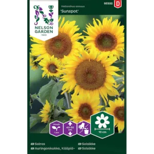 Frø solsikke Sunspot