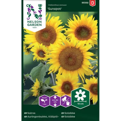 Frø solsikke Sunspot