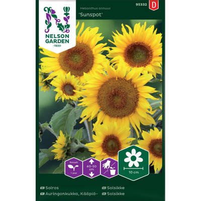 Frø solsikke Sunspot