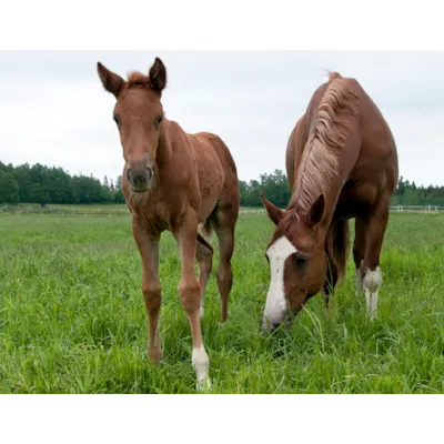 Frøblanding Spire hestebeite 10 kg, bilde 2