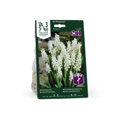 Høstløk krydderperleblomst Album