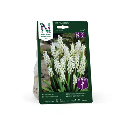 Høstløk krydderperleblomst Album