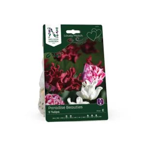 Høstløk Ttulipan Lovely Match