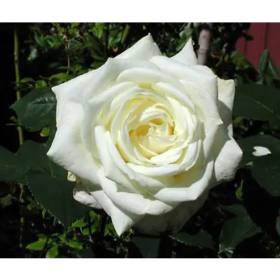 Rose Polarstern