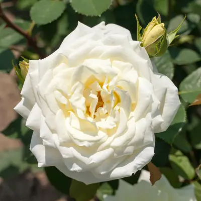 Rose Polarstern, bilde 3