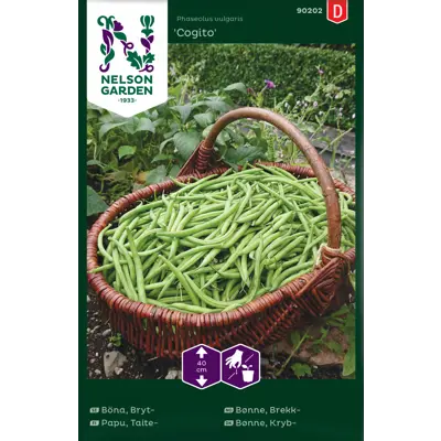 Frø brekkbønne Cogito