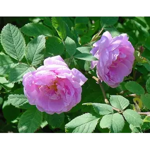 Buskrose Hurdalsrose