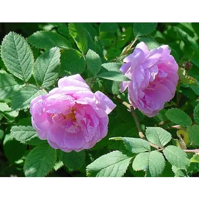 Buskrose Hurdalsrose