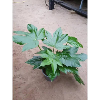 Stuearalia Fatsia Japonica, bilde 2