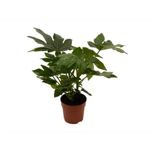 Stuearalia Fatsia Japonica