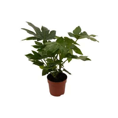 Stuearalia Fatsia Japonica
