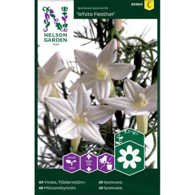 Frø ipomoea White Feather