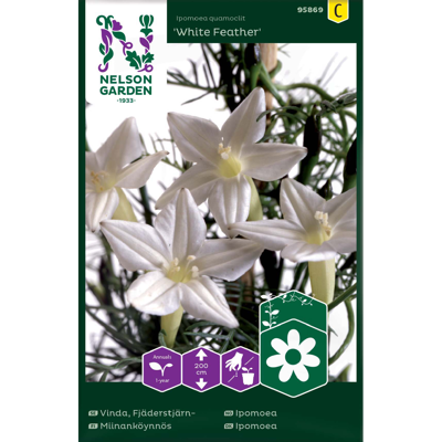 Frø ipomoea White Feather