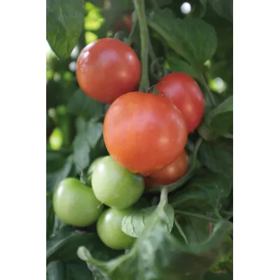 Frø tomat høy Matina økologisk, bilde 2