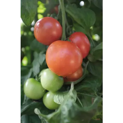 Frø tomat høy Matina økologisk, bilde 2