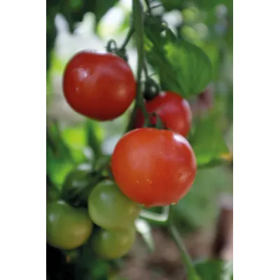 Frø tomat høy Matina økologisk, bilde 3