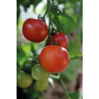 Frø tomat høy Matina økologisk, bilde 3