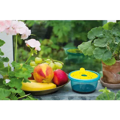 Bananfluefelle, bilde 2