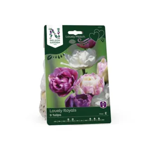 Høstløk tulipan Lovely Royals
