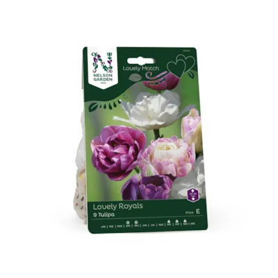 Høstløk tulipan Lovely Royals