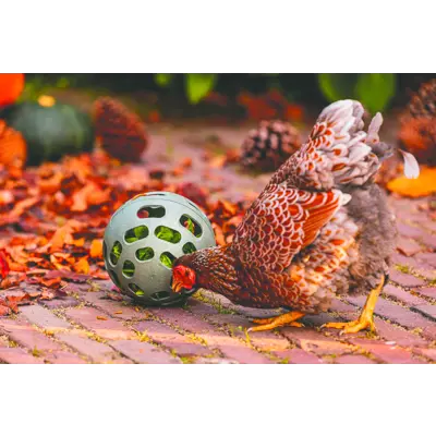 Godbitball til høns, bilde 6