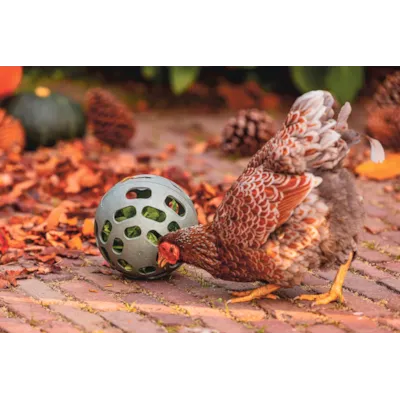 Godbitball til høns, bilde 5