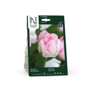 Høstløk tulipan Finola