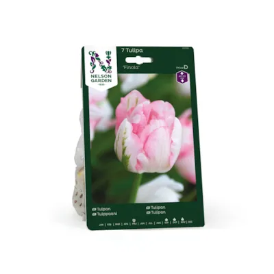 Høstløk tulipan Finola