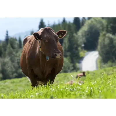 Natura Mjølk Høg