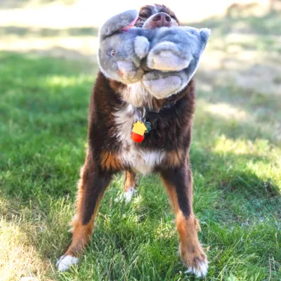 Hundeleke kanin, bilde 4