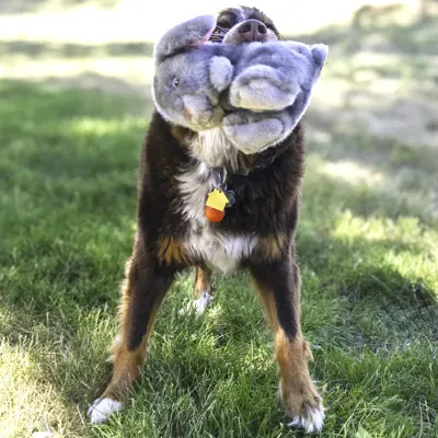 Hundeleke kanin, bilde 4