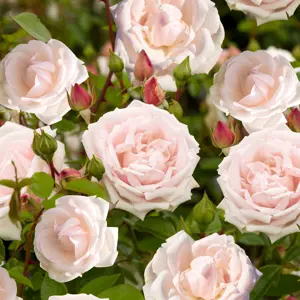 Rose New Dawn