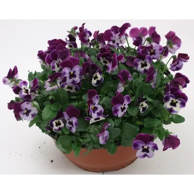 Stemor Viola Hybrid skål