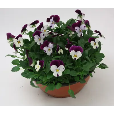 Stemor Viola Hybrid skål, bilde 2