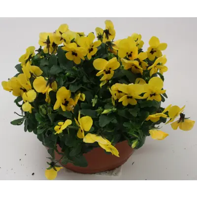 Stemor Viola Hybrid skål, bilde 3