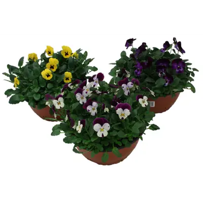 Stemor Viola Hybrid skål, bilde 4