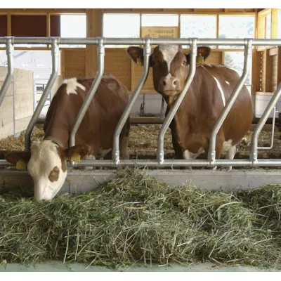 Diagonalfront DS, bilde 2