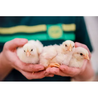 Moderat Kylling Start