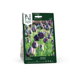 Høstløk tulipan Black Hero