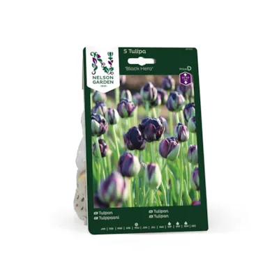 Høstløk tulipan Black Hero