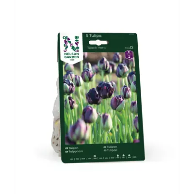 Høstløk tulipan Black Hero