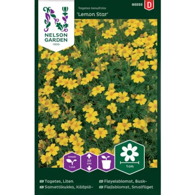 Frø fløyelsblomst busk Lemon Star